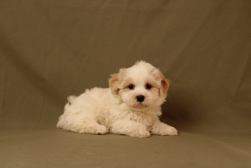 puppy, for, sale, Maltipoo, Matthew B. Stoltzfus, dog, breeder, Gap, PA, dog-breeder, puppy-for-sale, forsale, nearby, find, puppyfind, locator, puppylocator, aca